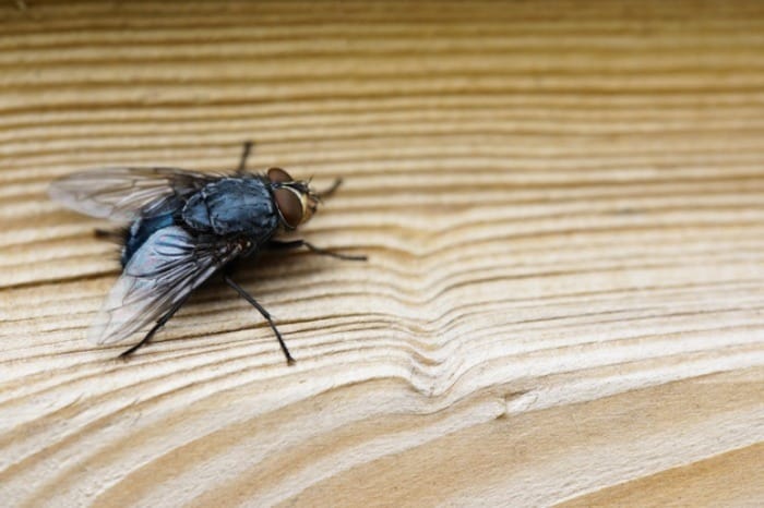 راهکار برای حفاظت خانه در مقابل حشرات موذی