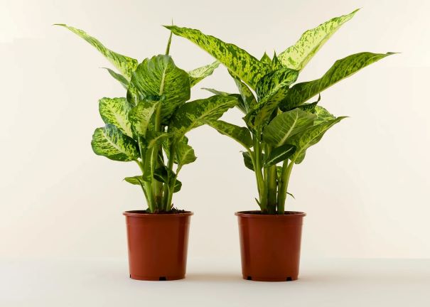 گیاهان تصفیه کننده هوای خانه